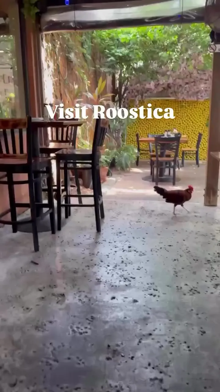 Inside Roostica Wood-Fire Pizzeria with a rooster on the floor